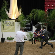 2010 Arabian Breeders World Cup
