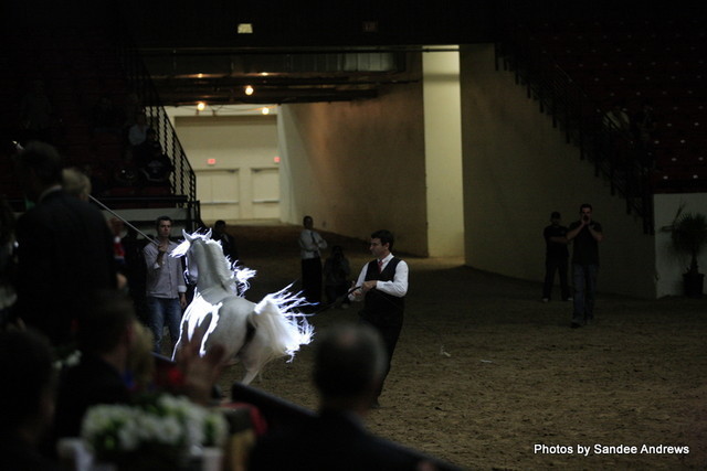 2010 Arabian Breeders World Cup
