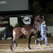 2010 Arabian Breeders World Cup