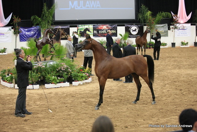 2010 Arabian Breeders World Cup