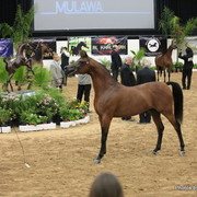 2010 Arabian Breeders World Cup