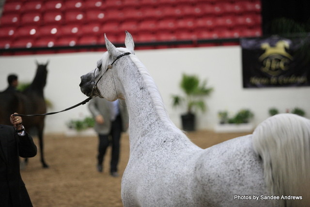 2010 Arabian Breeders World Cup