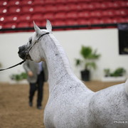 2010 Arabian Breeders World Cup