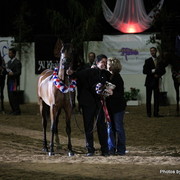2010 Arabian Breeders World Cup