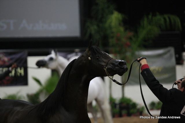 2010 Arabian Breeders World Cup