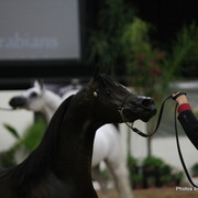 2010 Arabian Breeders World Cup