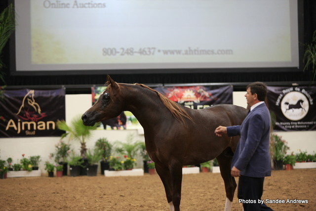 2010 Arabian Breeders World Cup
