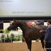 2010 Arabian Breeders World Cup