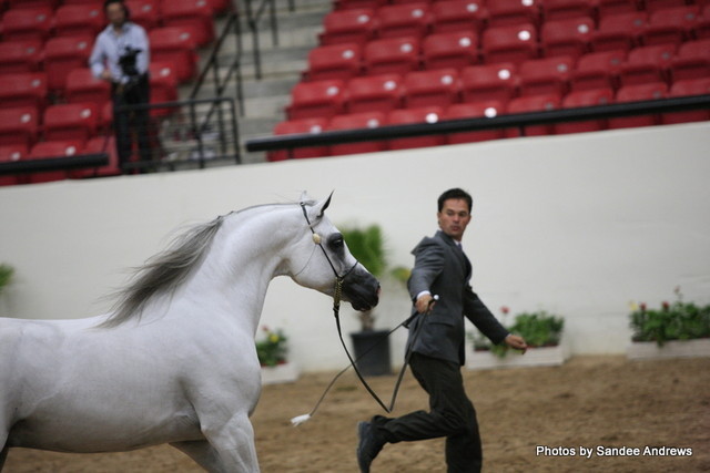 2010 Arabian Breeders World Cup