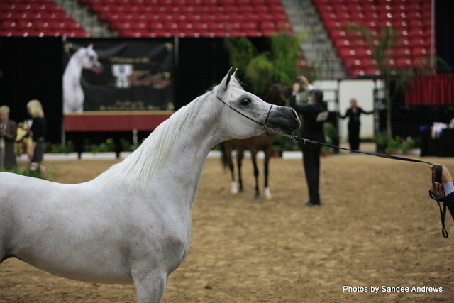 2010 Arabian Breeders World Cup