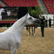2010 Arabian Breeders World Cup