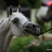 2010 Arabian Breeders World Cup
