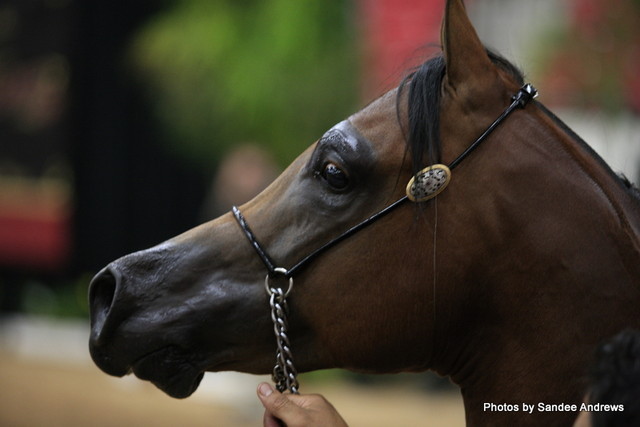 2010 Arabian Breeders World Cup