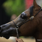 2010 Arabian Breeders World Cup