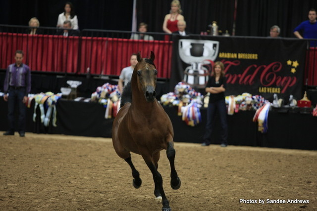 2010 Arabian Breeders World Cup