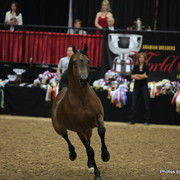 2010 Arabian Breeders World Cup