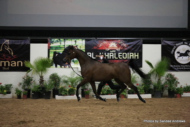 2010 Arabian Breeders World Cup