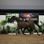 2010 Arabian Breeders World Cup