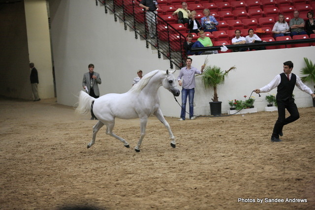 2010 Arabian Breeders World Cup