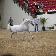 2010 Arabian Breeders World Cup