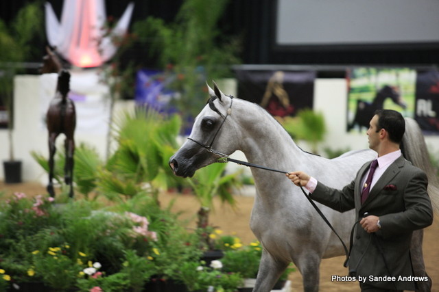 2010 Arabian Breeders World Cup