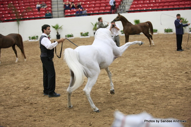 2010 Arabian Breeders World Cup