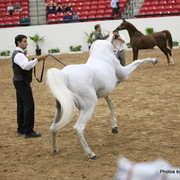 2010 Arabian Breeders World Cup