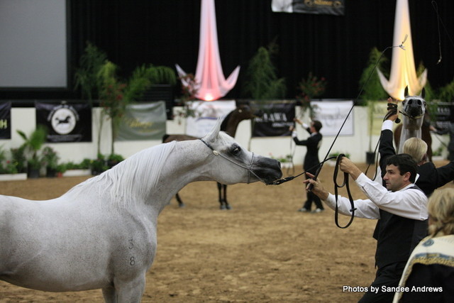 2010 Arabian Breeders World Cup