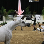 2010 Arabian Breeders World Cup