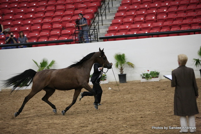 2010 Arabian Breeders World Cup