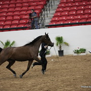2010 Arabian Breeders World Cup