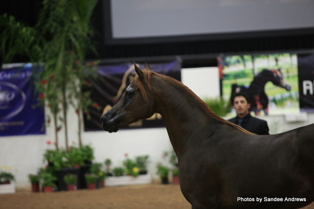 2010 Arabian Breeders World Cup