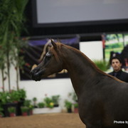 2010 Arabian Breeders World Cup