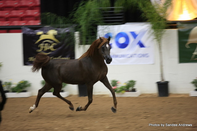 2010 Arabian Breeders World Cup