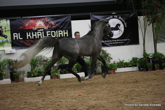 2010 Arabian Breeders World Cup