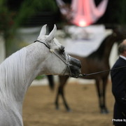 2010 Arabian Breeders World Cup