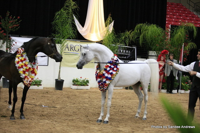 2010 Arabian Breeders World Cup
