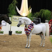 2010 Arabian Breeders World Cup