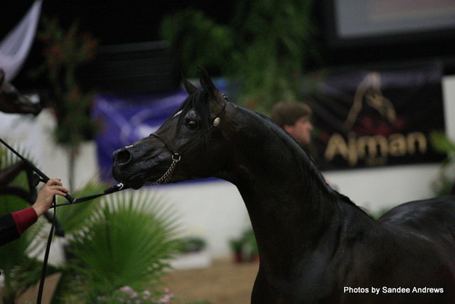 2010 Arabian Breeders World Cup
