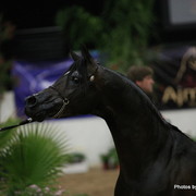 2010 Arabian Breeders World Cup