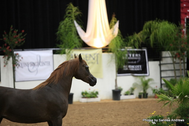 2010 Arabian Breeders World Cup