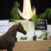 2010 Arabian Breeders World Cup