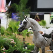 2010 Arabian Breeders World Cup
