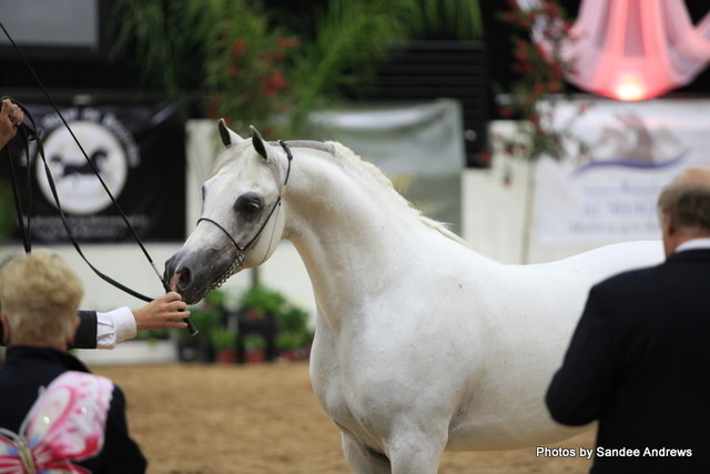 2010 Arabian Breeders World Cup