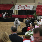 2010 Arabian Breeders World Cup