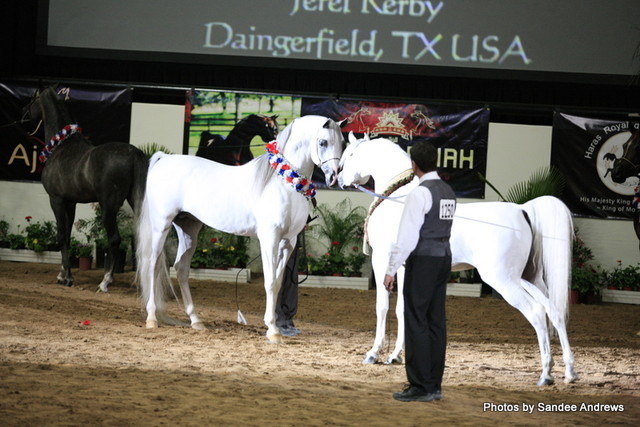 2010 Arabian Breeders World Cup