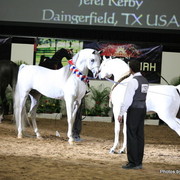 2010 Arabian Breeders World Cup