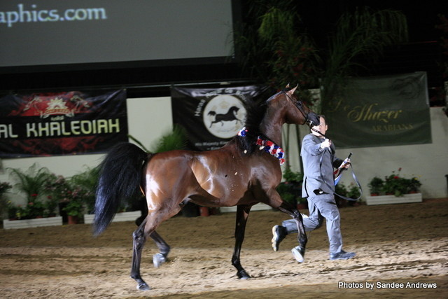 2010 Arabian Breeders World Cup