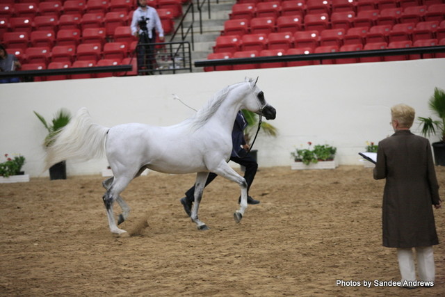 2010 Arabian Breeders World Cup