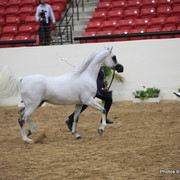 2010 Arabian Breeders World Cup